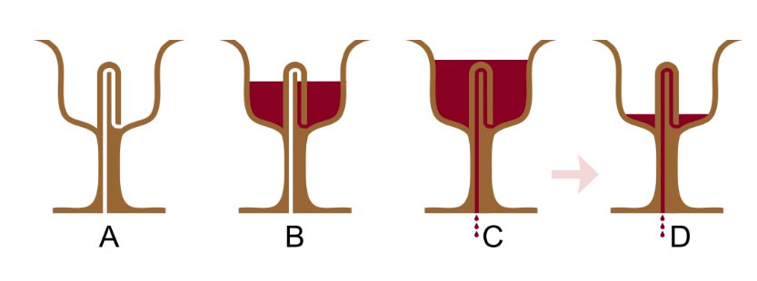 A cross-section of a Pythagorean cup when filled with wine. (Nevit Dilmen / CC BY-SA 3.0 DEED)