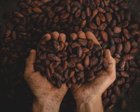 Cocoa Beans. (Public Domain)