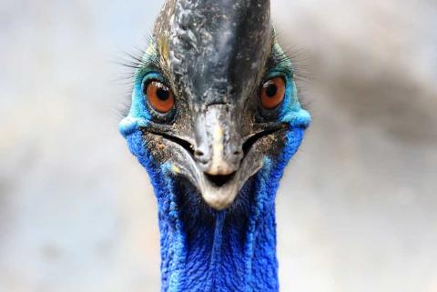 A cassowary bird. (afterman /Adobe Stock)