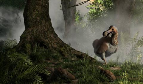 A now-extinct Dodo bird emerging from the mist. Source: Daniel Eskridge / Adobe Stock