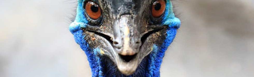 A cassowary bird. (afterman /Adobe Stock)